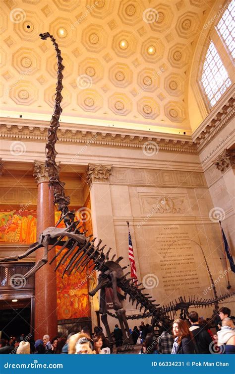 Dinosaur Dino Skeleton In New York NYC American Museum Of Natural ...