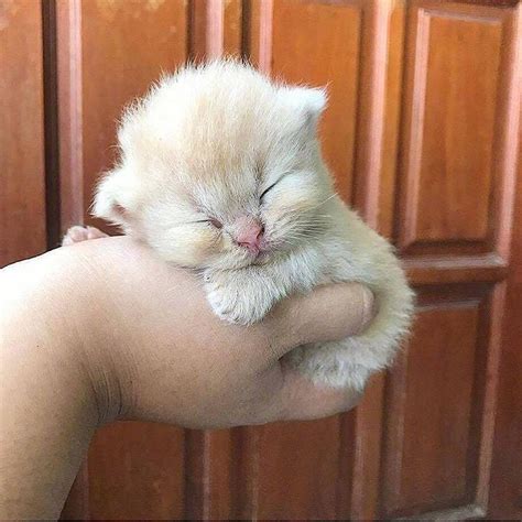 Cutest Cat In The World