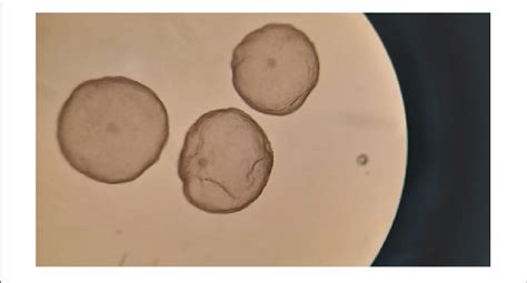 | Hatched blastocysts (grade I) obtained 8 days after natural mating of ... 