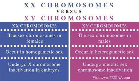 What is the Difference Between XX and XY Chromosomes - Pediaa.Com