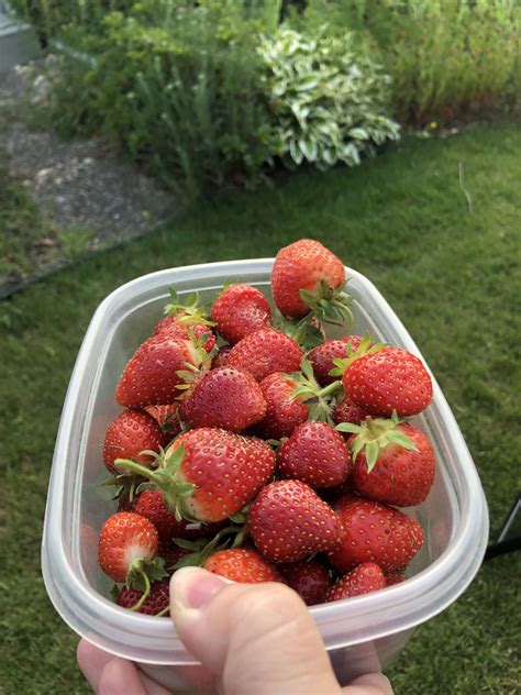 Easy Guide to Planting Strawberries in your Summer Garden – Our Journey