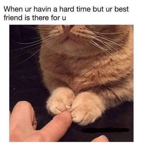 I m feline good 19 very pawsitive and uplifting cat memes – Artofit