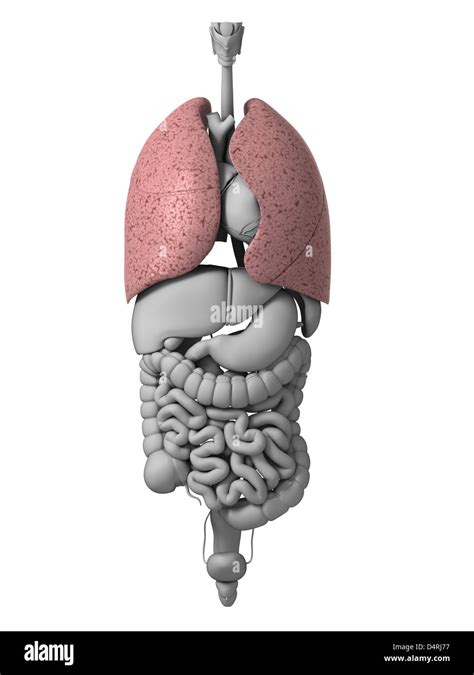 Human body organs diagram hi-res stock photography and images - Alamy
