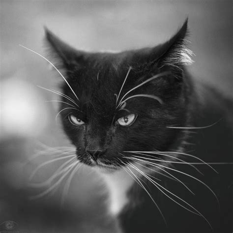 Black & White ‹ Erblicken.com