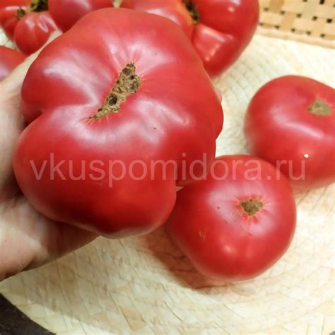 Купить семена томата сорт Гном Укус змеи