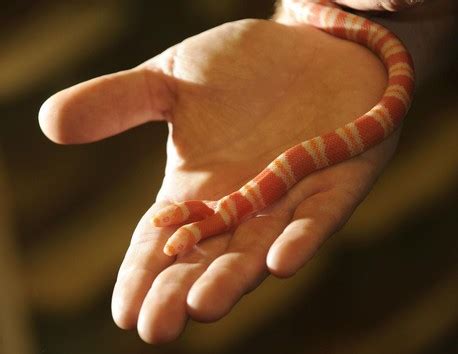 Amazing Two Headed Milk Snake : Albino Milk Snake | Most Unbelievable ...