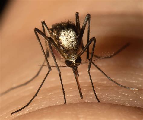 Scientists Find New Invasive Mosquito Species In Florida | NPR ...