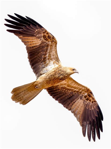 Whistling kite Whistling kites inhabit various Australian habitats