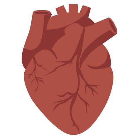 Premium Vector | Heart organ vector