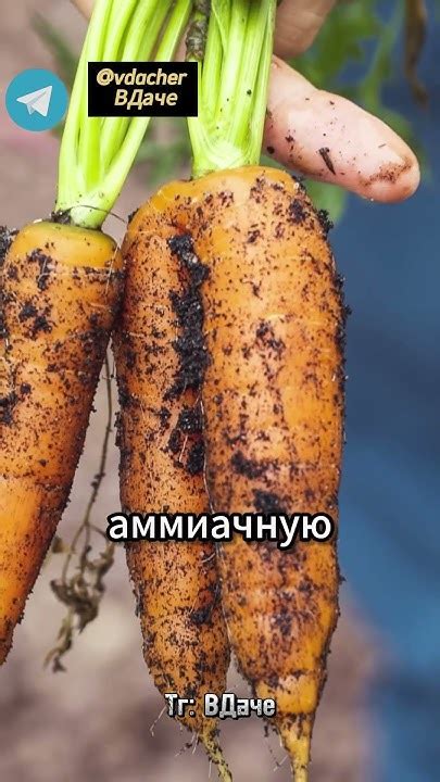 Подкормка моркови для сладкого и ровного урожая #огород #сад #дача ...