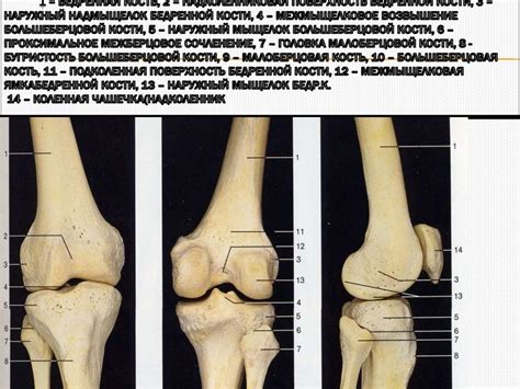 Коленный сустав. Биомеханика, физиология - презентация онлайн