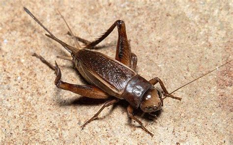 How To Deal With Crickets In Basement Area - Openbasement