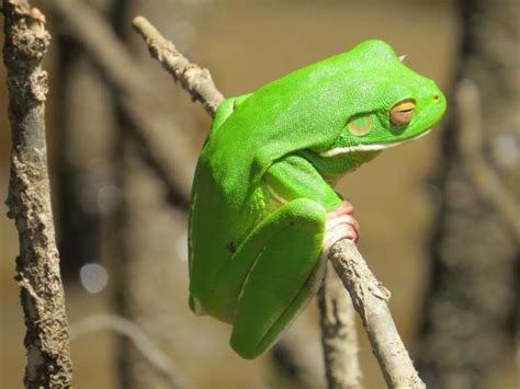 13 Amazing Daintree Rainforest Animals To See In 2021