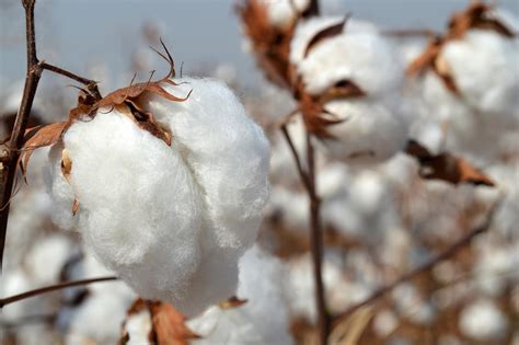 Cotton Sees Heavy Volatility - ADM Investor Services
