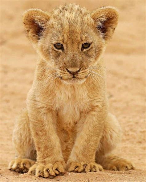 Cute Lion Cubs