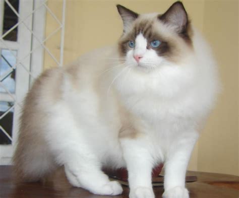 Top 5 Most Cuddly Cat Breeds. Absolutely Amazing and Delightful Cats