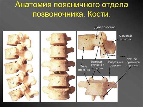 Российская медицинская академия последипломного образования ...