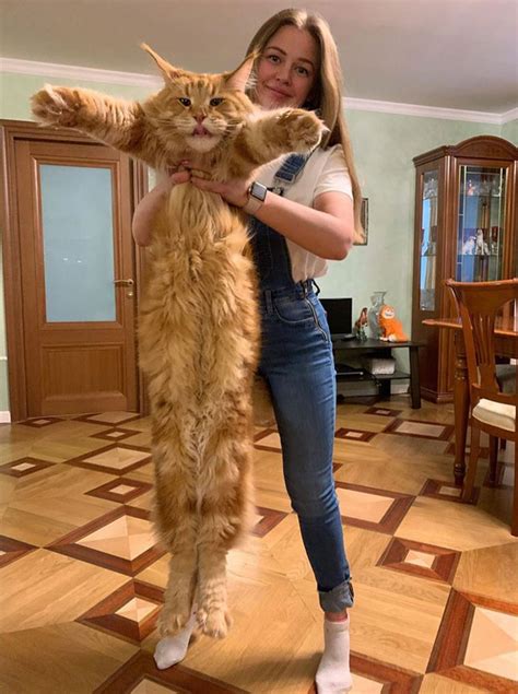 Gatos Maine Coon, Maine Coon Kittens, Huge Cat, Big Cats, Large Cats ...