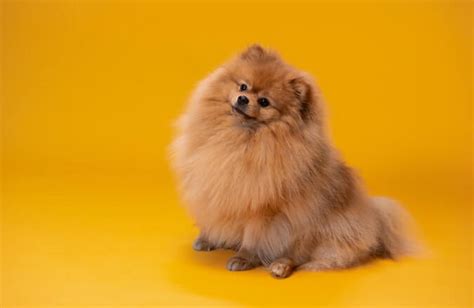 Pomeranac | Saznajte sve o rasi pomeranski špic | Bubi Pet Shop