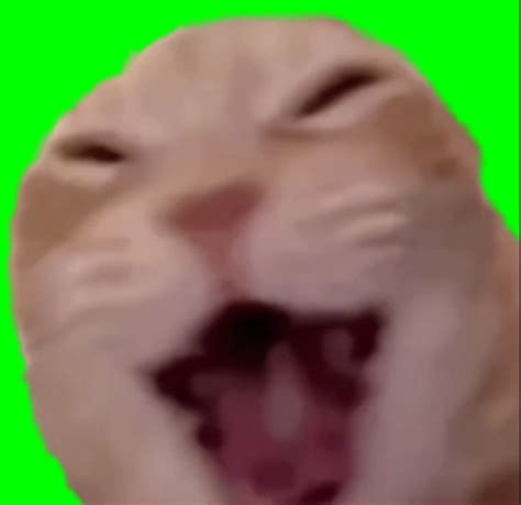 Cat Laughing Loudly meme (Green Screen) – CreatorSet