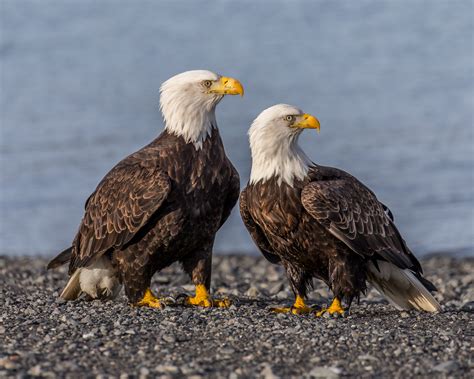 Kostenlose foto : Vogel, Flügel, männlich, weiblich, Tierwelt, Schnabel