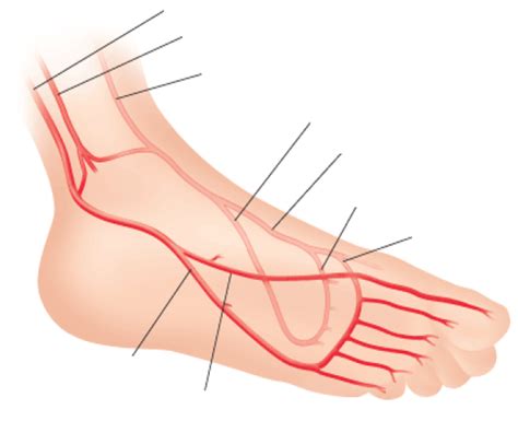 Arteries of the Foot Diagram | Quizlet