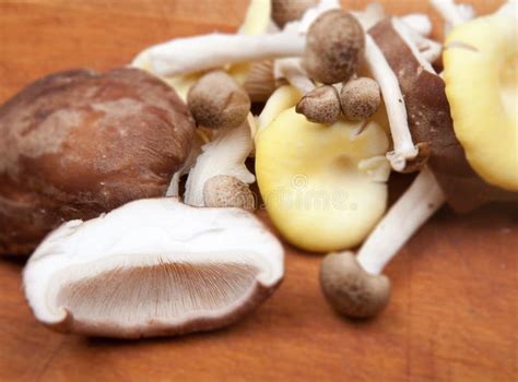 mushrooms cooking preparing stock image image  cooking fungi