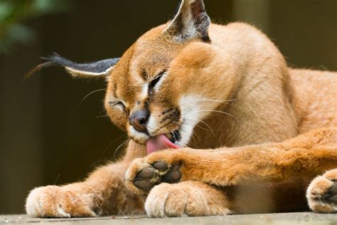 «Caracal» HD wallpapers