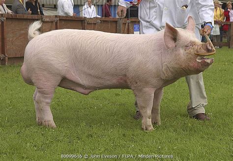 Middle White Pig stock photo - Minden Pictures