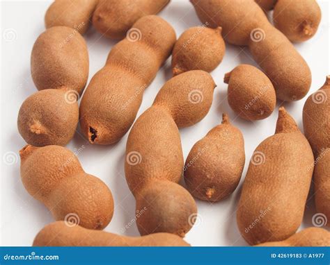 Raw tamarind fruits stock image. Image of india, date - 42619183
