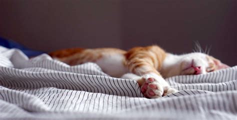 National Napping Day in USA in 2026 | There is a Day for that!