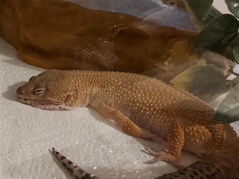 is it normal lizard sleeping too much easily
