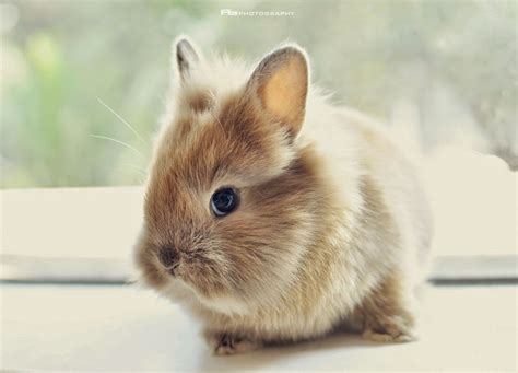 rabbit nation lionhead rabbit
