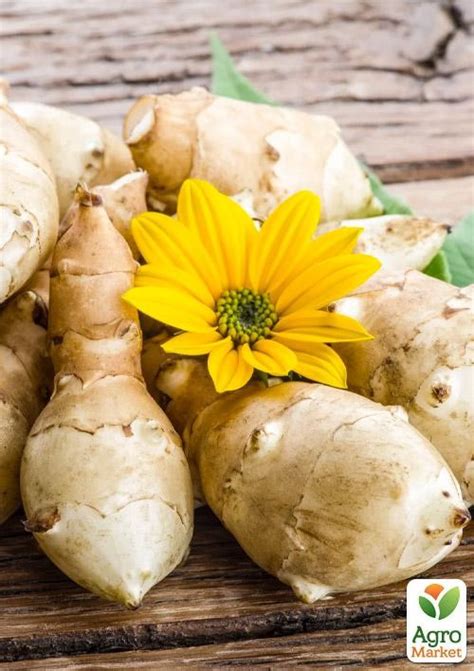 Топинамбур (Диабетический овощ) купить почтой в Одессе, Киеве, Украине ...