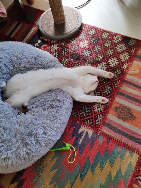 She had a rough night : r/WhatsWrongWithYourCat