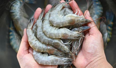 Did you know: Tips for cooking shrimp to avoid fishy odors - Meksea - High Quality Frozen ...