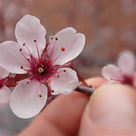 Expert Tips For Purple Leaf Sand Cherry Tree Care | Plantly