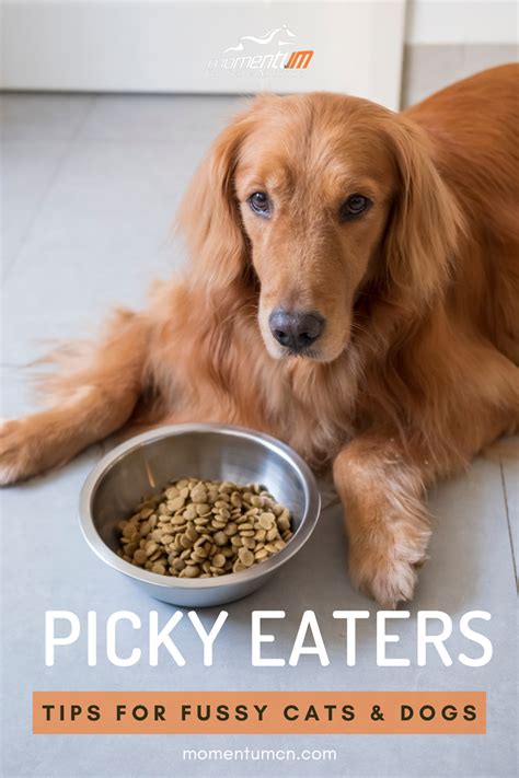 From Canine Crisis To Convenient Meals: 5 Simple Ways To Transition Your Dog To Dry Food