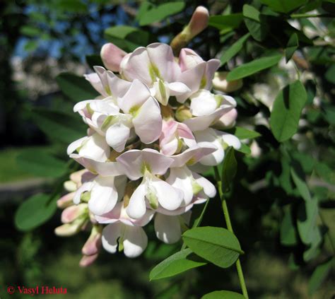 Robinia luxurians - Изображение особи - Плантариум