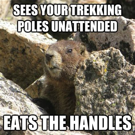 Scumbag Marmot memes | quickmeme