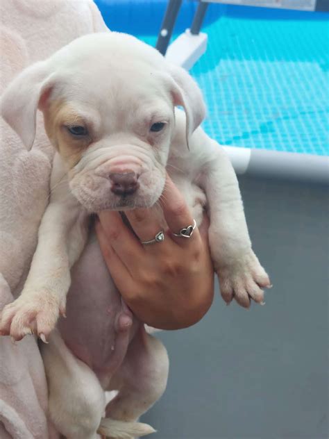 Clyde - 10 week old male Olde Tyme Bulldog cross Bulldog available for