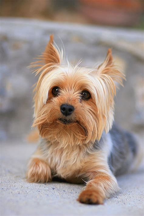 Miniature Terrier Breeds