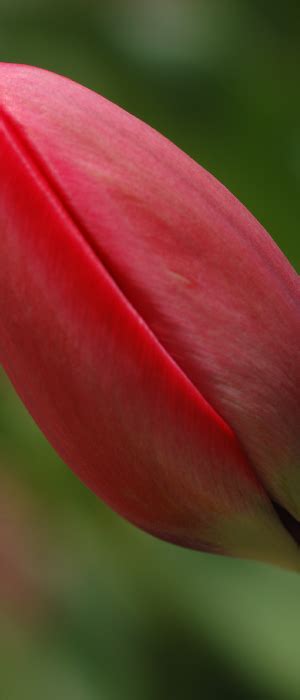 The Compounder - Kegel Exercises