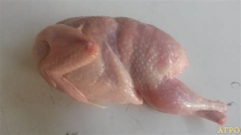 Мясо перепелки - ComlexAT