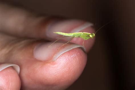 Mini Mantis, Pt. 3 - _TNY_7669 | I just love mantids because… | Flickr
