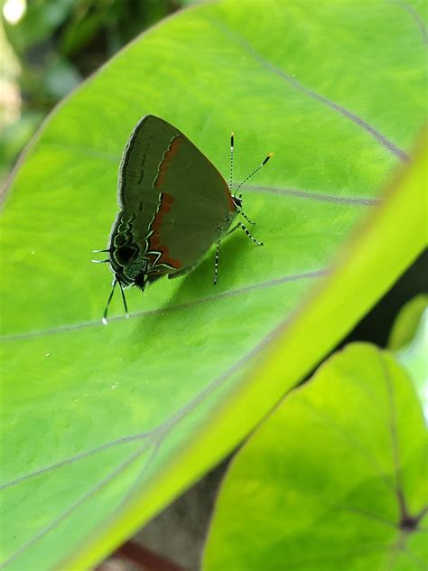 Calycopis cecrops : r/BugsonPlants