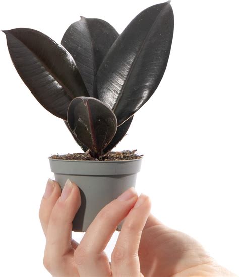 Baby Rubber Plant - Ficus Robusta Small Indoor Air Purifying Houseplant