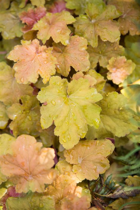 Coral Bells, Caramel - A+ Garden Center | Duluth, Minnesota | Plants