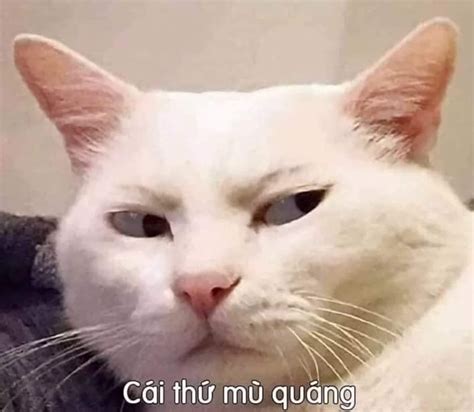 Chia sẻ 52+ về hình meme buồn hay nhất - coedo.com.vn