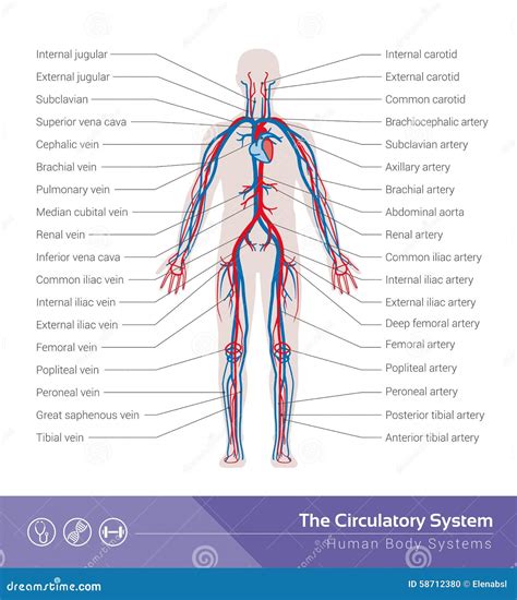 The circulatory system stock vector. Illustration of circulatory - 58712380